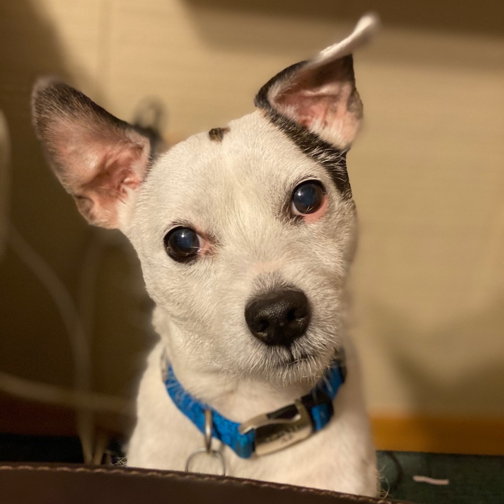 Meet your Posher, Cassie